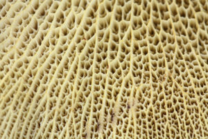 Underside of a Mushroom
