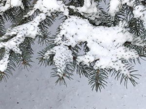 Snow on a Tree Branch