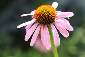 Purple Coneflower