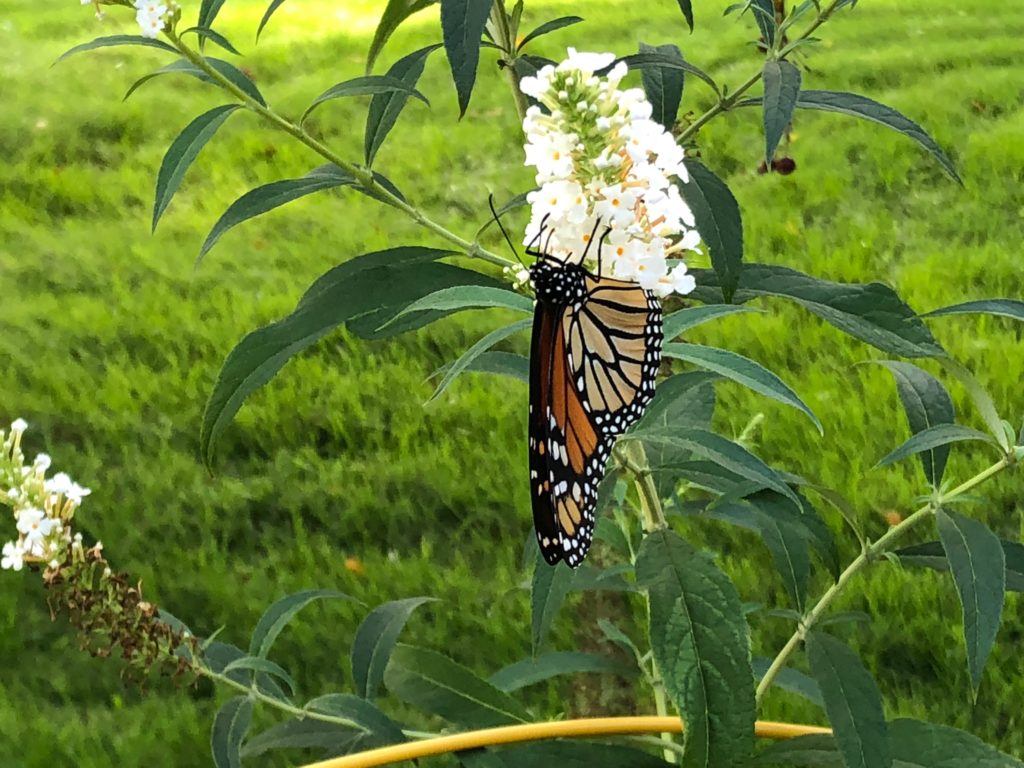 Monarch on Our Butterfly Bush